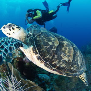 great blue hole tour from belize city