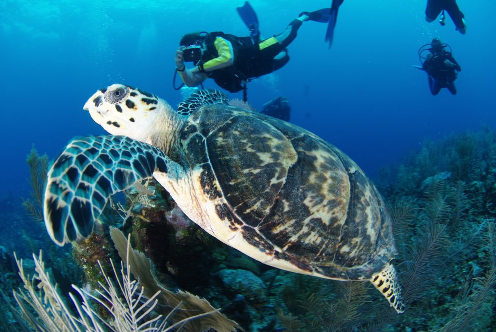 Hol Chan Marine Reserve Snorkeling