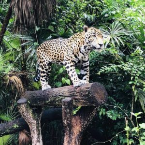 great blue hole tour from belize city