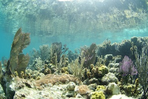 Blue Hole/Half Moon Diving/Snorkeling